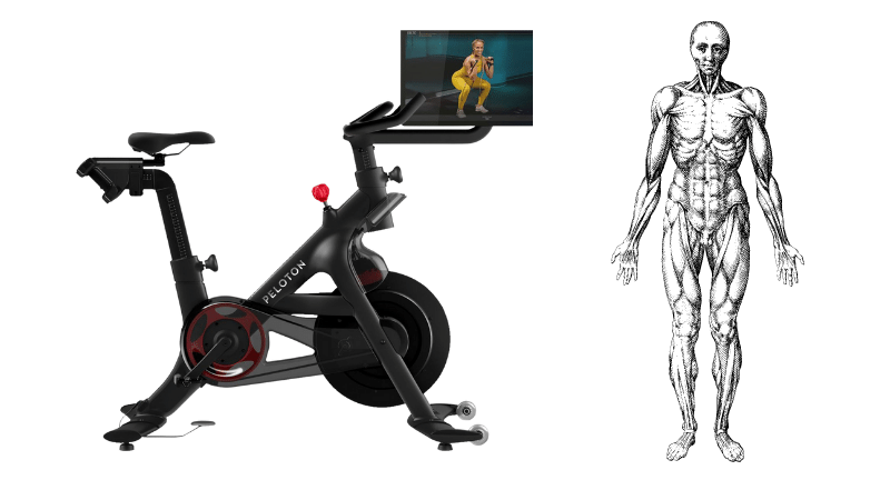 Does A Recumbent Bike Work Different Muscles