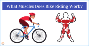 What Muscles Does Bike Riding Work: The Definitive Guide!