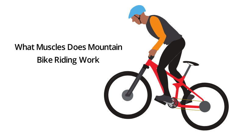 What Muscles Does Mountain Bike Riding Work