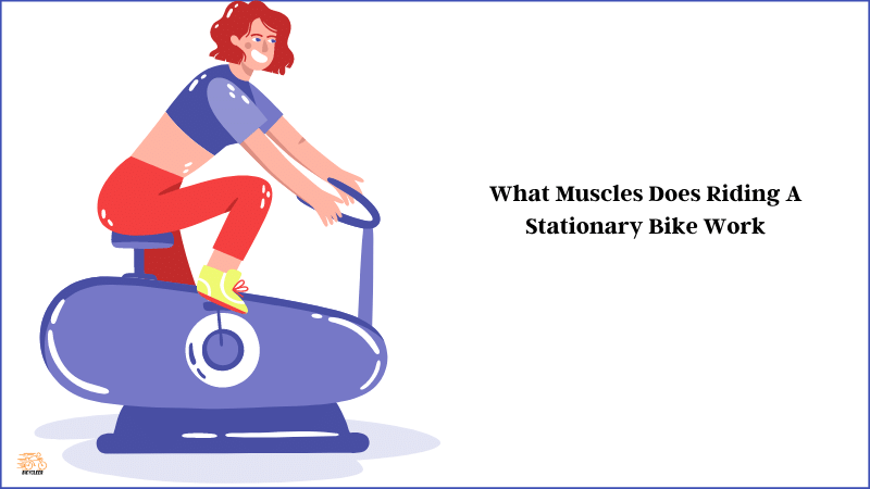 What Muscles Does Riding A Stationary Bike Work